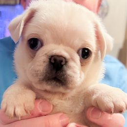 Sylvester (price lowered) - White male Pug puppy in Morgantown, West Virginia from Groovy Pugs