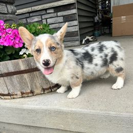 Emmy - Blue merle and white female American Corgi puppy in Oxford, Iowa from Burns Corgis