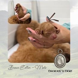 Travels Due - Brown Collar - Red  male Goldendoodle puppy in Garland, Texas from Twilight Doodles
