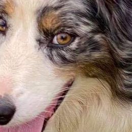 Australian Shepherds from Triple R Shepherds