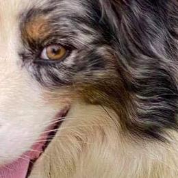 Australian Shepherds from Triple R Shepherds