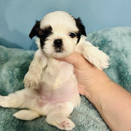 Lily - Black and white female Shih Tzu puppy in Hawthorne, Florida from Simply Southern Shihtzus