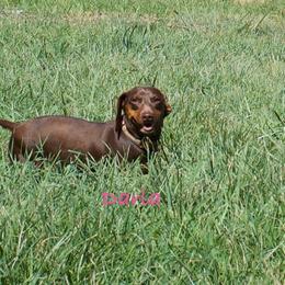 Darla - Dachshund