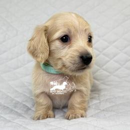 Lydia AKC - Cream female Dachshund puppy in South Easton, Massachusetts from Depot Dachsies