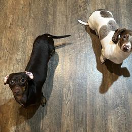 Dachshunds from Double Shot Dachshunds