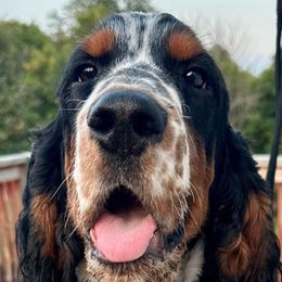 Summit - English Springer Spaniel