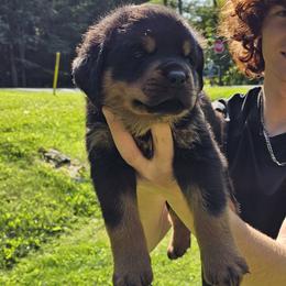 Boy3 - Black and mahogany male Rottweiler puppy in Bartonsville, Pennsylvania from Karol's Rottweilers