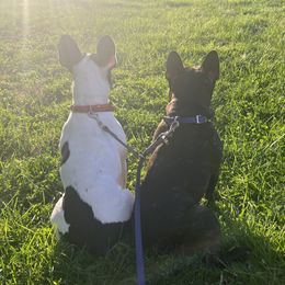 French Bulldogs from Ciel Vivant Kennels