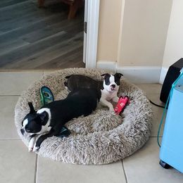 Boston Terrier Puppies from I Love Pups