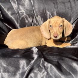 Apollo 1200 - Red male Dachshund puppy in Barbourville, Kentucky from The Bossy Doxie Farm