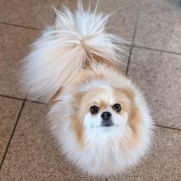 Avery - Pomeranian