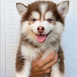 Vernon - 1900 - Red and white male Pomsky puppy in Spring Hill, Florida from www.PuppyTimeEmporium.com