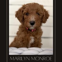 Marilyn Monroe - Apricot female Goldendoodle puppy in San Jose, California from Red White and Doodle