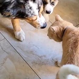 Australian Shepherd Puppies from Winsome Aussies