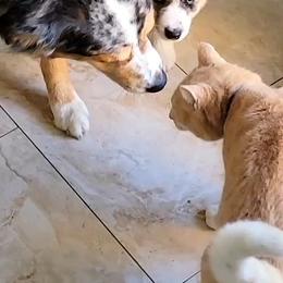 Australian Shepherd Puppies from Winsome Aussies