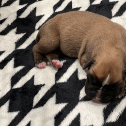 Boxer Puppies from PrideNJoy Boxers