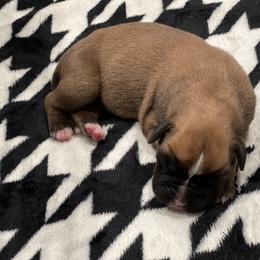 Boxer Puppies from PrideNJoy Boxers