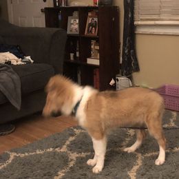 Collie Puppies from Highland Moor Kennel