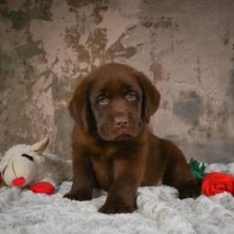Toby - Chocolate male Labrador Retriever puppy in Archer Lodge, North Carolina from Archer Lodge Labradors