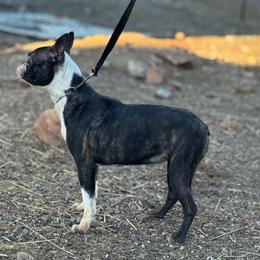 Mazie - Boston Terrier