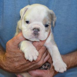 Freckles - Lilac tri-color female Bulldog puppy in Clarinda, Iowa from Stimson Bulldogs
