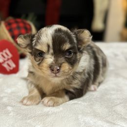 Chihuahua Puppies from Sunset Eves Chihuahuas