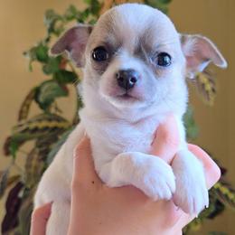 Michael - Sable spotted white male Chihuahua puppy in Downey, Idaho from Seven Diamond Chihuahua's