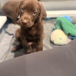 Orange collar male - Chocolate male Labrador Retriever puppy in Gainesville, Georgia from Rucker Retrievers