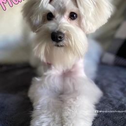 Maple - Miniature Schnauzer