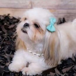 Lily - Shih Tzu