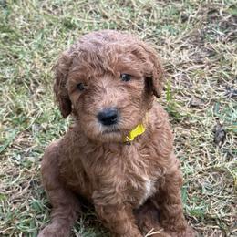 W25 Female Yellow Collar - Red  female Goldendoodle puppy in Cape Coral, Florida from GoldenDoodles Cape Coral