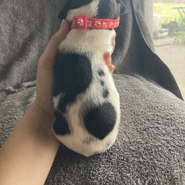 Red girl - Black and white female German Shorthaired Pointer puppy in Morley, Michigan from Winsome Farm