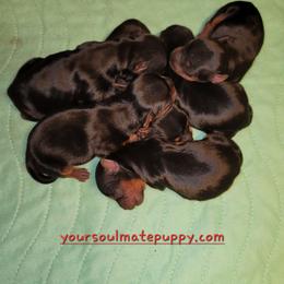 Girl 2 - Black and gold female Yorkshire Terrier puppy in Gilbert, Arizona from Yorkie Your Soulmate Puppy