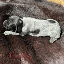 Patty - Black roan female German Shorthaired Pointer puppy in Columbia, Louisiana from M&R Breeders