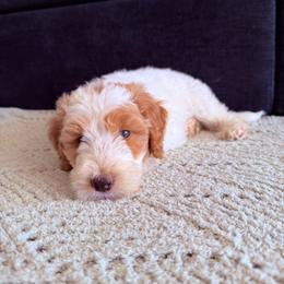 Anthony - Parti male Goldendoodle puppy in Barstow, California from Golden Desert Doodles