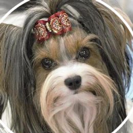 Paige - Biewer Terrier