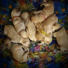 Poodle Puppies from Bellissimo Standard Poodles