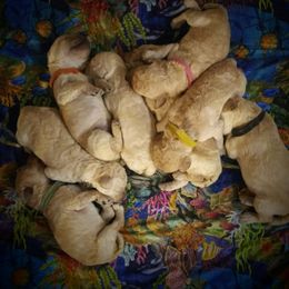 Poodle Puppies from Bellissimo Standard Poodles