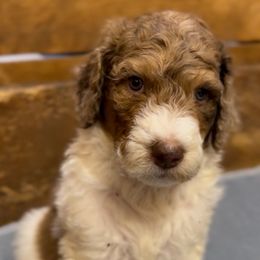 Gene - male Newfypoo puppy in San Antonio, Texas from Mammoth Doodles