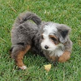 Reese BMF more copper - Blue merle female Aussiedoodle puppy in Lawton, Oklahoma from Lindsey’s Aussies