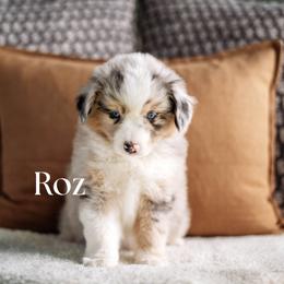 ROZ - Blue merle female Miniature American Shepherd puppy in Puyallup, Washington from FERGI’S GEMINI MAS