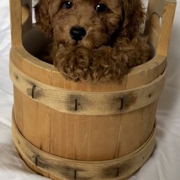 Boy 1 - Red  Poodle puppy in Kirksville, Missouri from Show Me Poodles Doodles and Cavaliers