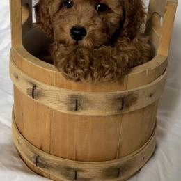 Boy 1 - Red  Poodle puppy in Kirksville, Missouri from Show Me Poodles Doodles and Cavaliers