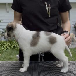 Silken Windhound Puppies from Cadence Silken Windhounds