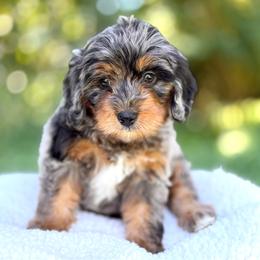 River - Blue merle male Bernedoodle puppy in Highland, Utah from Angel Pups Deluxe