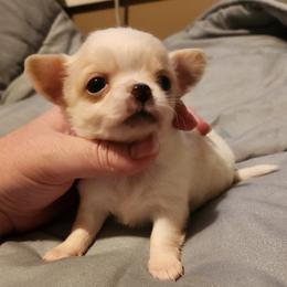 Finn - Cream and white male Chihuahua puppy in Ashtabula, Ohio from Paw's & Awe's Chihuahuas