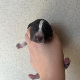 Boy 2 - Liver roan male German Shorthaired Pointer puppy in Section, Alabama from Emily's GSPs