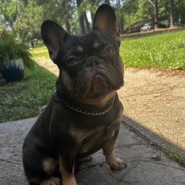 Saint - French Bulldog
