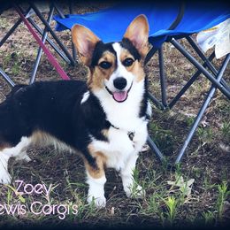 Zoey - Pembroke Welsh Corgi