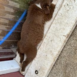 Border Collie Puppies from Athena’s Collies